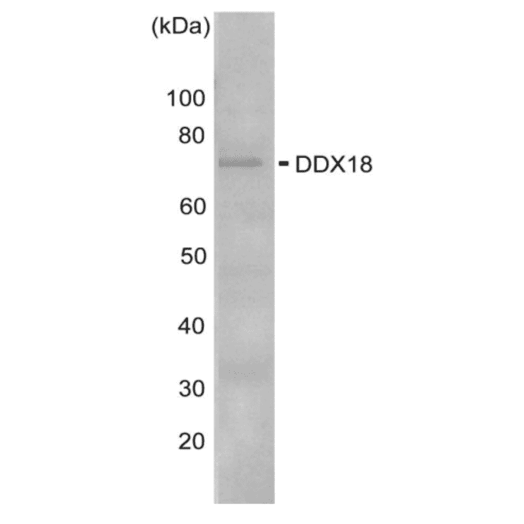 Western blot analysis of DDX3 in the whole cell extracts of HeLa cells (10?g) with anti -DDX18 antibody at 1,000 fold dilution