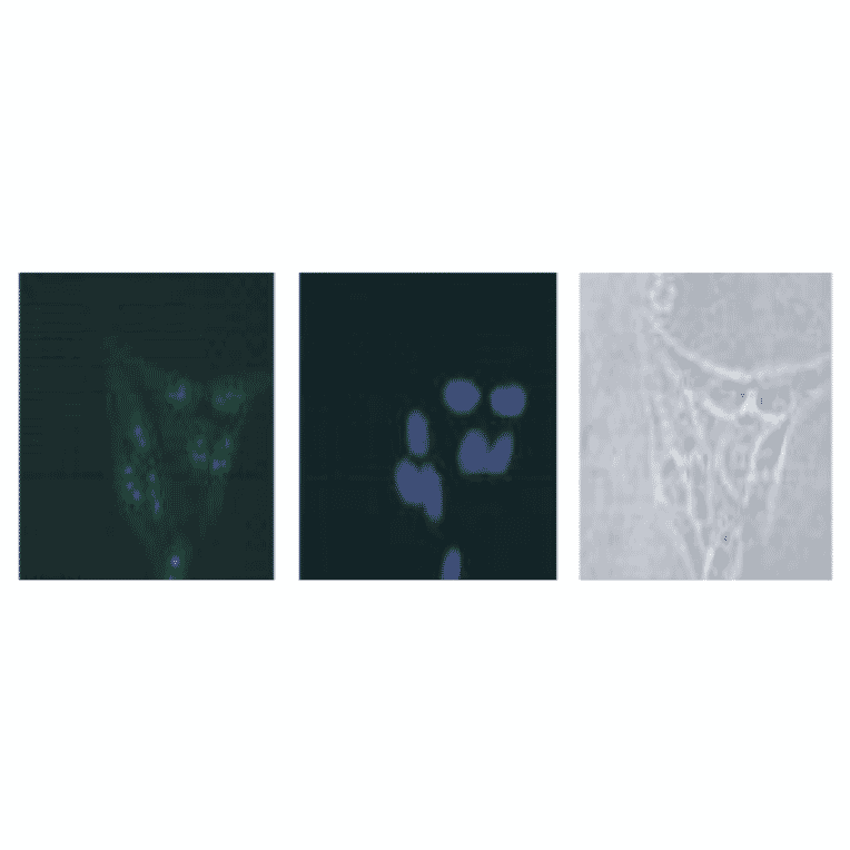 Immunostaining of DDX18 in HeLa cells with anti DDX18 antibody followed by FITC-conjugated anti-rabbit IgG second antibody.DNA was stained with Hoechst dye