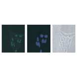 Immunostaining of DDX18 in HeLa cells with anti DDX18 antibody followed by FITC-conjugated anti-rabbit IgG second antibody.DNA was stained with Hoechst dye