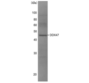 Western blot analysis of DDX47 in the whole cell extracts of HeLa cells (10?g) with anti-DDX47 antibody at 1/1,000 dilution