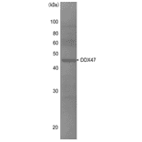 Western blot analysis of DDX47 in the whole cell extracts of HeLa cells (10?g) with anti-DDX47 antibody at 1/1,000 dilution