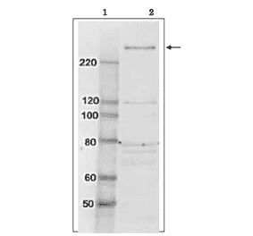 Identification of TAF1 protein in whole cell extract of HeLa cells by western blotting using anti-TAF1 antibody. Lane 1; Size marker proteins (kDa) Lane 2; HeLa cell whole extract (10 µg) Arrow indicates the position of TAF1 protein band