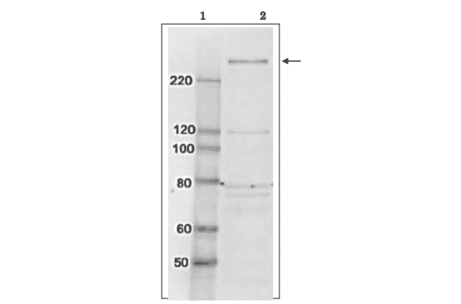 Identification of TAF1 protein in whole cell extract of HeLa cells by western blotting using anti-TAF1 antibody. Lane 1; Size marker proteins (kDa) Lane 2; HeLa cell whole extract (10 µg) Arrow indicates the position of TAF1 protein band