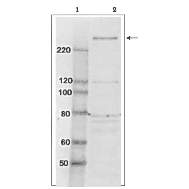 Identification of TAF1 protein in whole cell extract of HeLa cells by western blotting using anti-TAF1 antibody. Lane 1; Size marker proteins (kDa) Lane 2; HeLa cell whole extract (10 µg) Arrow indicates the position of TAF1 protein band