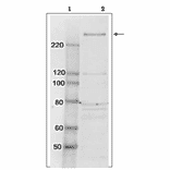 Identification of TAF1 protein in whole cell extract of HeLa cells by western blotting using anti-TAF1 antibody. Lane 1; Size marker proteins (kDa) Lane 2; HeLa cell whole extract (10 µg) Arrow indicates the position of TAF1 protein band