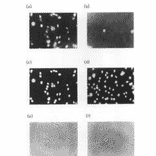 Immunofluorescence staining of TAF1 protein in BHK cells with anti-TAF1 antibody. (a) Reacted with anti-TAF1 antibody (b) Reacted with anti-TAF1 antibody in the presence of the immunogen peptide. (c) The same field as (a), stained with Hoechst 33258. (d) The same field as (b), stained with Hoechst 33258. (e) The same field as (a) and (c), photographed through phase-contrast microscope (f) The same field as (b) and (d), photographed through phase-contrast microscope. Growing cells were fixed with 3% formaldehyde and permiabilized 1% Nonidet P-40. As the 2nd antibody, goat anti-rabbit IgG conjugated with rhodamine was used. TAF1 protein was detected in nucleus.