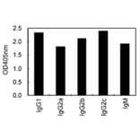 ELISA - Anti-Ig Kappa Light Chain Antibody (HRP) (011003E09H) - Antibodies.com