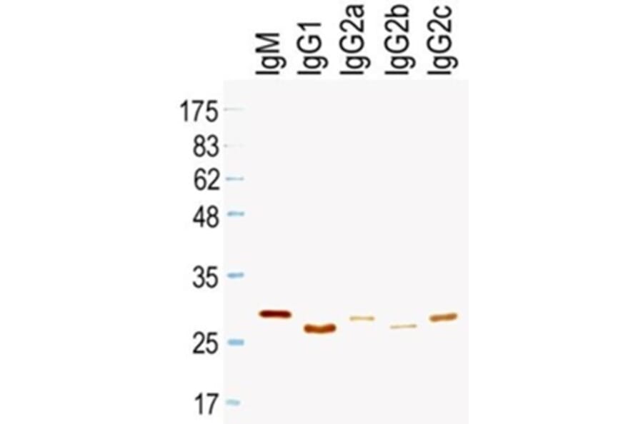 Western Blot - Anti-Ig Kappa Light Chain Antibody (HRP) (011003E09H) - Antibodies.com