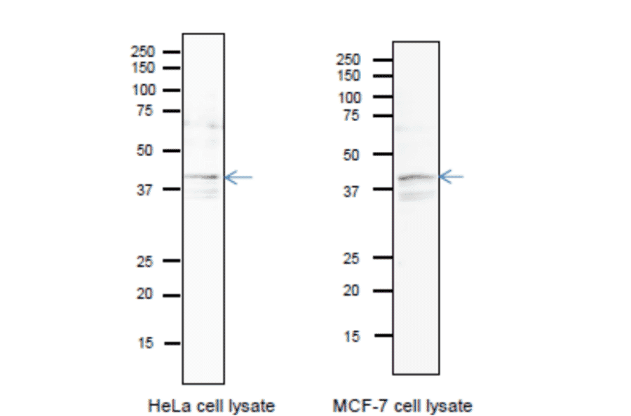 Identification of endogenous Pura protein in whole cell extracts of HeLa cells and MCF-7 cells. Arrow indicates the position of PURA bands The anti-Pura antibody was used at 1/1,000 dilution. 12.5% SDS-PAGE was used. Blotting was done in wet system at 15 v overnight. CanGetSignal (Toyobo, Osaka) was used as a signal enhancer