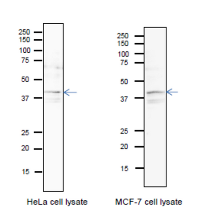 Identification of endogenous Pura protein in whole cell extracts of HeLa cells and MCF-7 cells. Arrow indicates the position of PURA bands The anti-Pura antibody was used at 1/1,000 dilution. 12.5% SDS-PAGE was used. Blotting was done in wet system at 15 v overnight. CanGetSignal (Toyobo, Osaka) was used as a signal enhancer