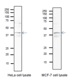 Identification of endogenous Pura protein in whole cell extracts of HeLa cells and MCF-7 cells. Arrow indicates the position of PURA bands The anti-Pura antibody was used at 1/1,000 dilution. 12.5% SDS-PAGE was used. Blotting was done in wet system at 15 v overnight. CanGetSignal (Toyobo, Osaka) was used as a signal enhancer
