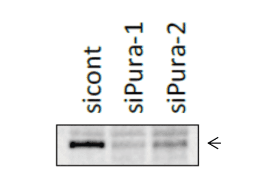 Identification of Pura protein band by western blotting, using siRNA. HCT116 cells were transfected with siPura and the cell lysates were prepared after 48 h. The Pura band was indicated by an arrow at 38 kDa position.