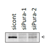 Identification of Pura protein band by western blotting, using siRNA. HCT116 cells were transfected with siPura and the cell lysates were prepared after 48 h. The Pura band was indicated by an arrow at 38 kDa position.