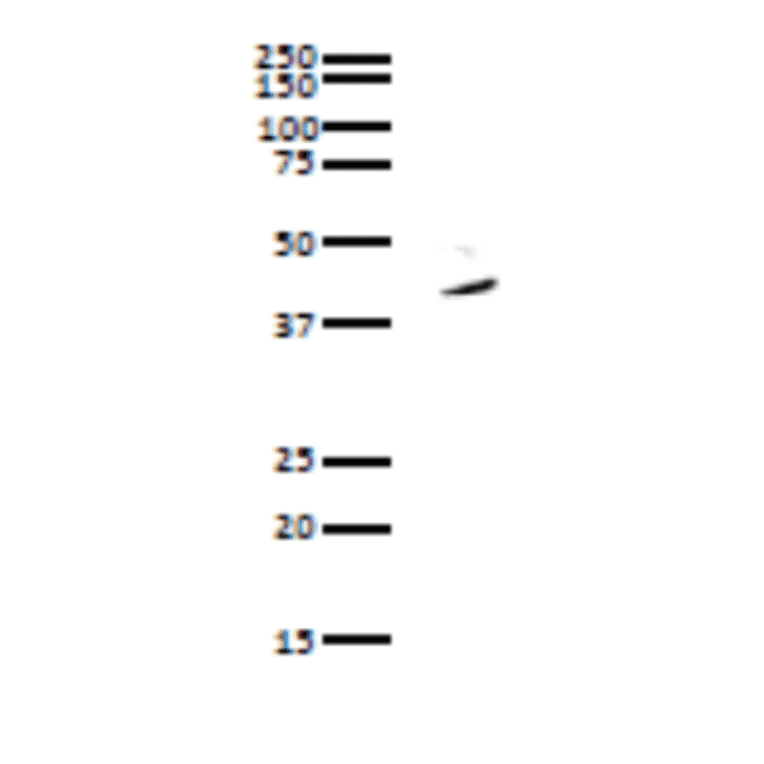 Immunoprecipitation of Pura protein from whole cell lysate of HeLa cells with anti-PURA antibody. Whole cell lysate of HeLa cells was reacted with anti-Pura antibody and precipitated with protein G conjugated magnetic beads, and analyzed by WB by using anti-Pura antibody. As the secondary antibody, anti-rabbit IgG antibody conjugated with HRP was used.