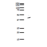 Immunoprecipitation of Pura protein from whole cell lysate of HeLa cells with anti-PURA antibody. Whole cell lysate of HeLa cells was reacted with anti-Pura antibody and precipitated with protein G conjugated magnetic beads, and analyzed by WB by using anti-Pura antibody. As the secondary antibody, anti-rabbit IgG antibody conjugated with HRP was used.