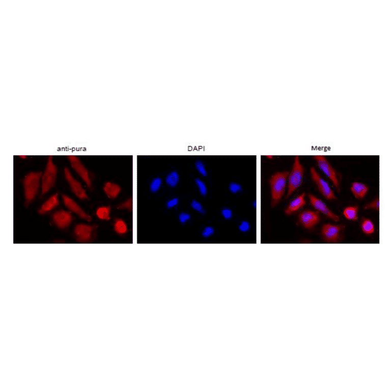 Immunofluorescence attaining of Pura protein in HeLa cells with Anti-Pura antibody. The anti-Pura antibody was used at 1/100 dilution and as the second antibody, Alexa 555-conjugated goat anti-rabbit IgG antibody was used at 1/1,000 dilution. DNA was stained with DAPI.