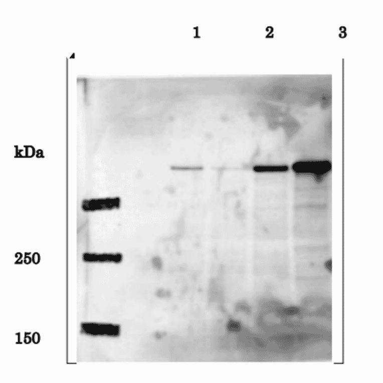 Identification of EDD in whole cell extracts of human cells by western blotting using anti-EDD antibody. 