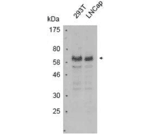 Detection of endogenous PIAS4 in whole cell extracts of 293T and LINCap cell lines by western blotting with anti-PIAS4 antibody (10-24.6) 