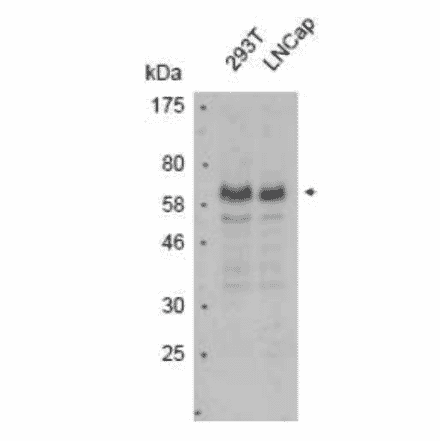 Detection of endogenous PIAS4 in whole cell extracts of 293T and LINCap cell lines by western blotting with anti-PIAS4 antibody (10-24.6) 