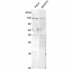 Detection of endogenous AlaRS protein in whole cell extracts by Western blotting with this antibody. HeLa and NIH3T3 lyates (10 µg). The anti-AlaRS antiserum was used at 1/300 dilution