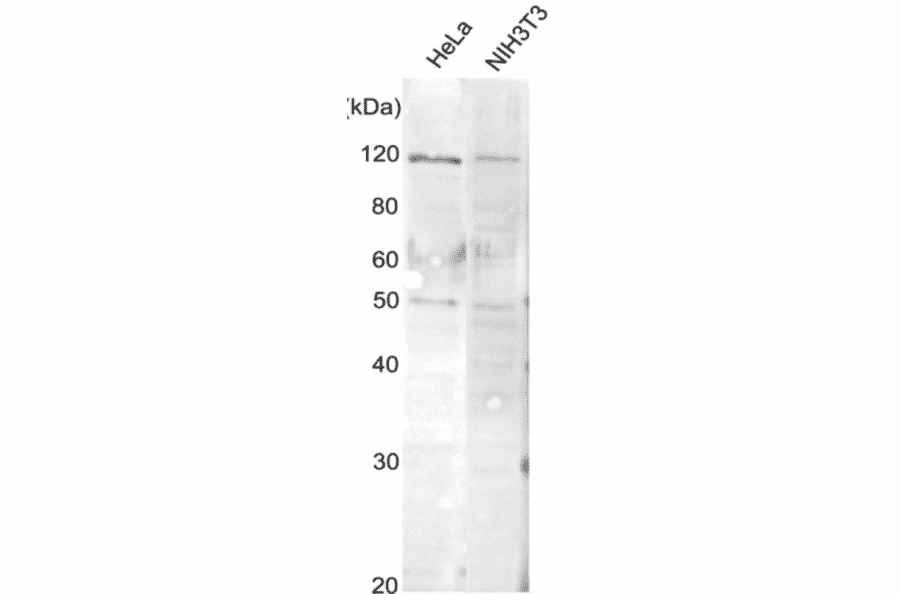 Detection of endogenous AlaRS protein in whole cell extracts by Western blotting with this antibody. HeLa and NIH3T3 lyates (10 µg). The anti-AlaRS antiserum was used at 1/300 dilution