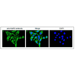 Immunofluorescence staining of AlaRS protein in HeLa cells by using anti-AlaRS antibody. The cells were fixed with 4% paraformaldehyde and permeabilized with 0.25% TritonX100. The antibody was used at 1/100 dilution. As the second antibody, Alexa Fluor 488 conjugated goat anti-rabbit IgG antibody was used at 1/1,000 dilution. Nuclear DNA was stained with DAPI (left) and the merged image was shown in the center.