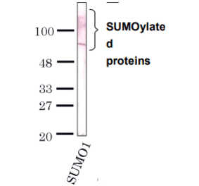 Detection of SUMO-1 by Western blotting with the antibody 4D12.