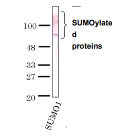Detection of SUMO-1 by Western blotting with the antibody 4D12.