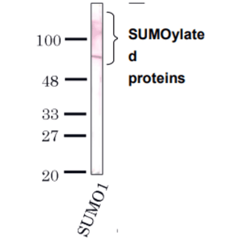 Detection of SUMO-1 by Western blotting with the antibody 4D12.