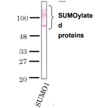 Detection of SUMO-1 by Western blotting with the antibody 4D12.
