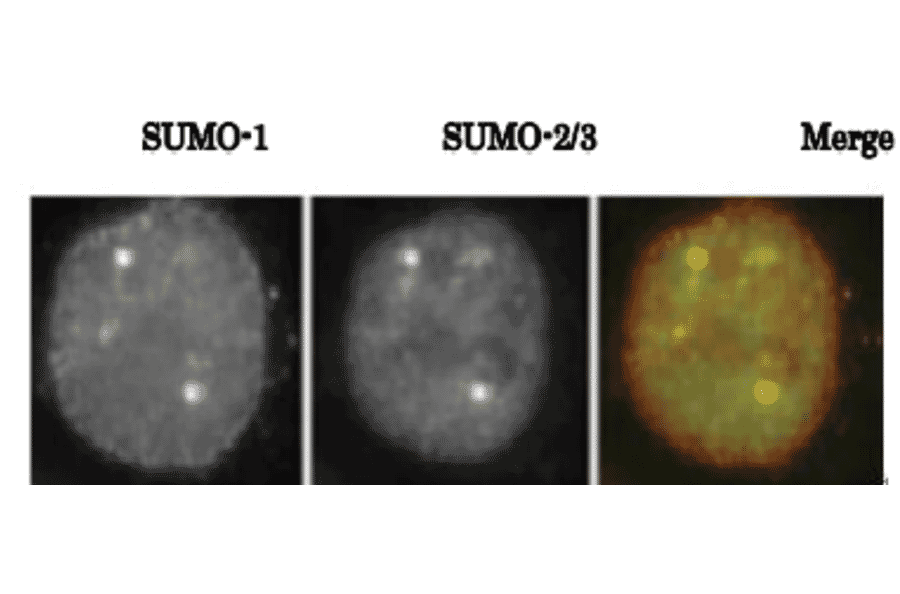 SUMO-1 colocalizes with SUMO2/3 as revealed by indirect immunofluorescence staing of C-33A cells (human cervix carcinoma). 