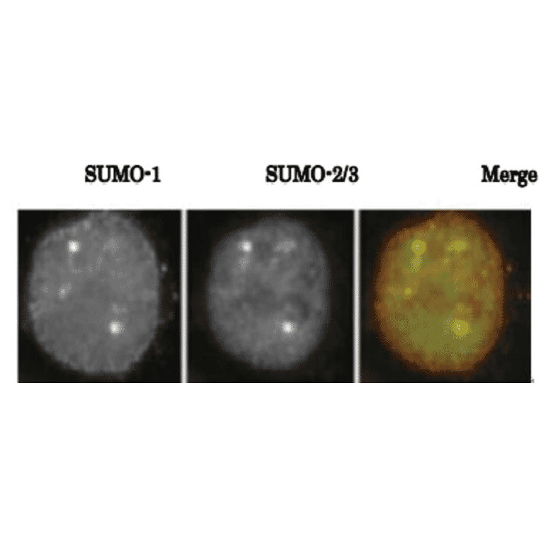 SUMO-1 colocalizes with SUMO2/3 as revealed by indirect immunofluorescence staing of C-33A cells (human cervix carcinoma). 