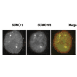 SUMO-1 colocalizes with SUMO2/3 as revealed by indirect immunofluorescence staing of C-33A cells (human cervix carcinoma). 