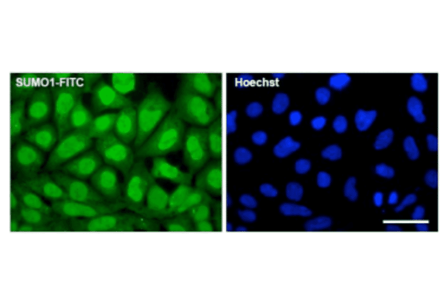 Fluorescence immunocytochemistry for endogenous SUMO1 expression. 