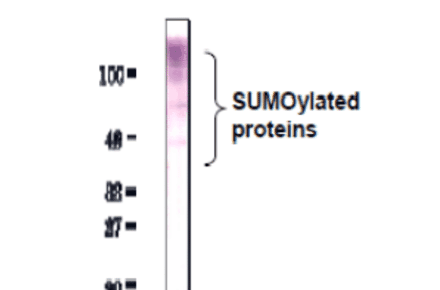 Detection of SUMO-2/3 by Western blotting with anti-SUMO2/3 antibody (3H12). 