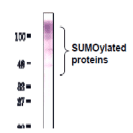 Detection of SUMO-2/3 by Western blotting with anti-SUMO2/3 antibody (3H12). 
