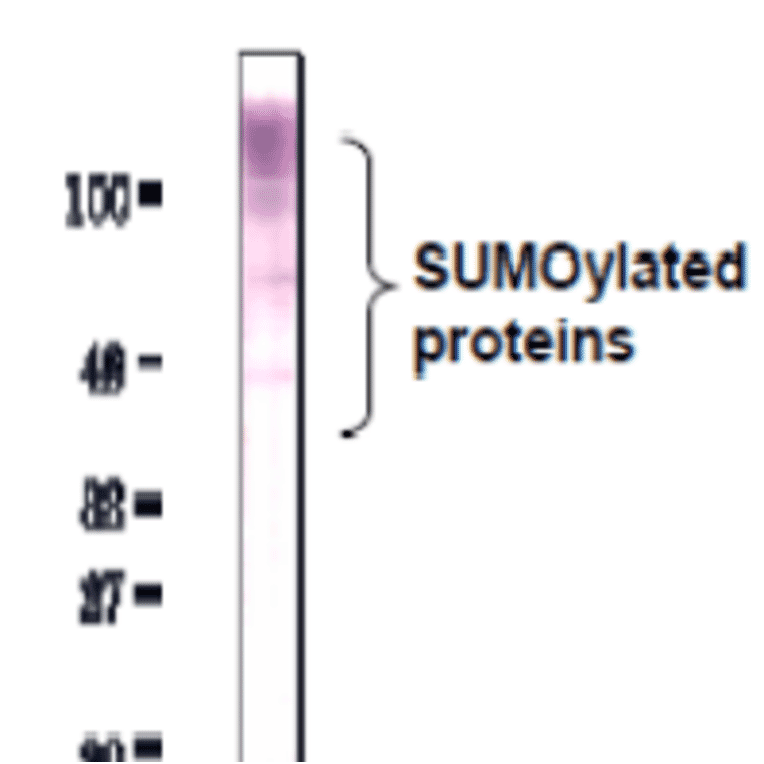 Detection of SUMO-2/3 by Western blotting with anti-SUMO2/3 antibody (3H12). 