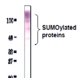 Detection of SUMO-2/3 by Western blotting with anti-SUMO2/3 antibody (3H12). 