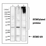 Detection of SUMO-2/3 in whole cell extracts of mammalian cells by Western blotting with anti-SUMO2/3 antibody (3H12). 