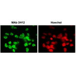 Immunofluorescence staining of SUMO-2/3 with the anti-SUMO2/3 antibody (3H12) in the mouse primary neural progenitor cells. DNA was stained with Hoechst. 