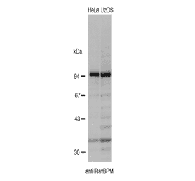 Identification of endogenous RanBP9 in crude extracts of HeLa and U2OS cells by Western blotting using the anti-BP9 antibody. The antibody was used at 1/2,000 dilution.