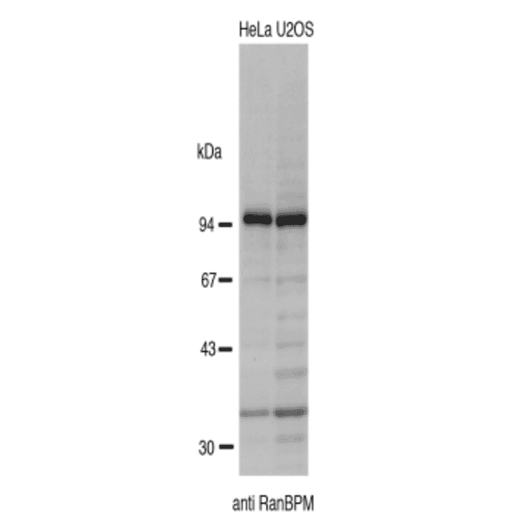 Identification of endogenous RanBP9 in crude extracts of HeLa and U2OS cells by Western blotting using the anti-BP9 antibody. The antibody was used at 1/2,000 dilution.
