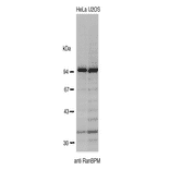 Identification of endogenous RanBP9 in crude extracts of HeLa and U2OS cells by Western blotting using the anti-BP9 antibody. The antibody was used at 1/2,000 dilution.