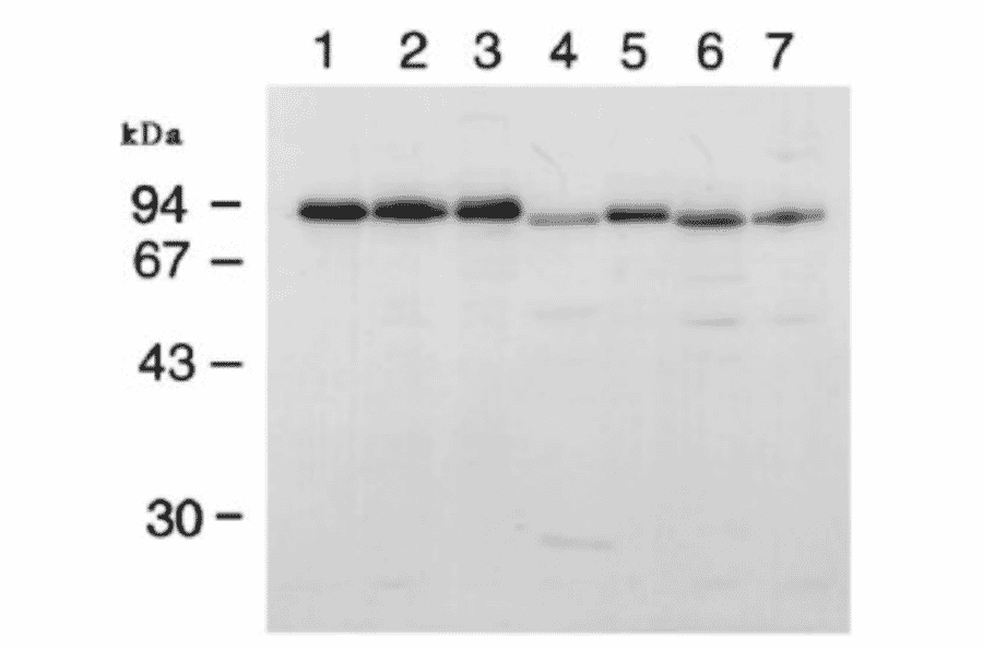 Western blotting of RanBP9 in various animal cells. Whole cell extracts (50 ug) from human HeLa (1) and KB cells (2), Green Monkey Cos-7 cells (3), hamster BHK21 cells (4), Chinese hamster CHO cells (5), mouse WEHI (6), and FM3A cells (7) were analyzed by western blotting with antiBP9 antibody at 1/1,000 dilution.