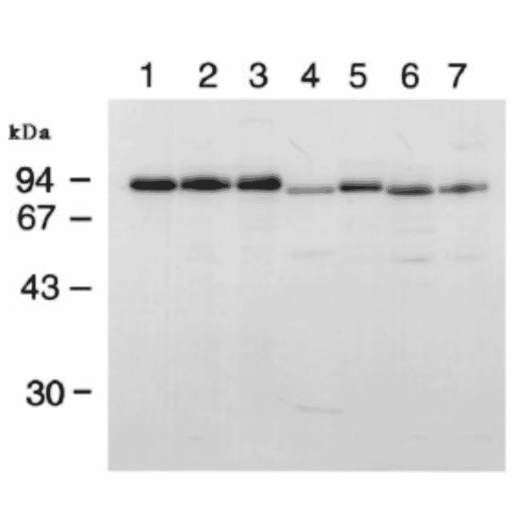 Western blotting of RanBP9 in various animal cells. Whole cell extracts (50 ug) from human HeLa (1) and KB cells (2), Green Monkey Cos-7 cells (3), hamster BHK21 cells (4), Chinese hamster CHO cells (5), mouse WEHI (6), and FM3A cells (7) were analyzed by western blotting with antiBP9 antibody at 1/1,000 dilution.
