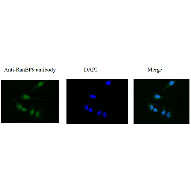 Immunofluorescece stainig of RanBPM in HeLa cells by using anti-RanBPM antibody. The cells were fixed with 4% PFA. The antibody was used at 1/1,000 dilution. As the seconday antibody, Alexa Fluor 488 conjugated goat anti-rabbit IgG antibody was used at 1/1,000 dilution. Nuclear DNA was stained with DAPI. RanBP9 is localized in perinuclear region.