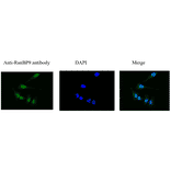 Immunofluorescece stainig of RanBPM in HeLa cells by using anti-RanBPM antibody. The cells were fixed with 4% PFA. The antibody was used at 1/1,000 dilution. As the seconday antibody, Alexa Fluor 488 conjugated goat anti-rabbit IgG antibody was used at 1/1,000 dilution. Nuclear DNA was stained with DAPI. RanBP9 is localized in perinuclear region.