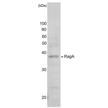 Western blot analysis of RagA protein in the whole cell extracts (HeLa cell g). Anti-RagA antiserum was used at 1,000 dilution.