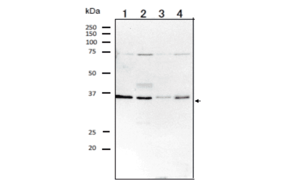 Western blot analysis of RagA protein in the whole cell extracts. 1. HeLa (humans) 2. MCF7 (human) 3. MOLT4 (human) 4. NIH3T3 (mouse) Proteins in the extracts (20 µg) were separated on 12.5% SDS-PAGE. Anti-RagA antibody was used at 1/1,000 dilution?Anti-rabbit IgG antibody conjugated with HRP (Abcam;ab97051) was used as the 2nd antibody at 1/10,000 dilution