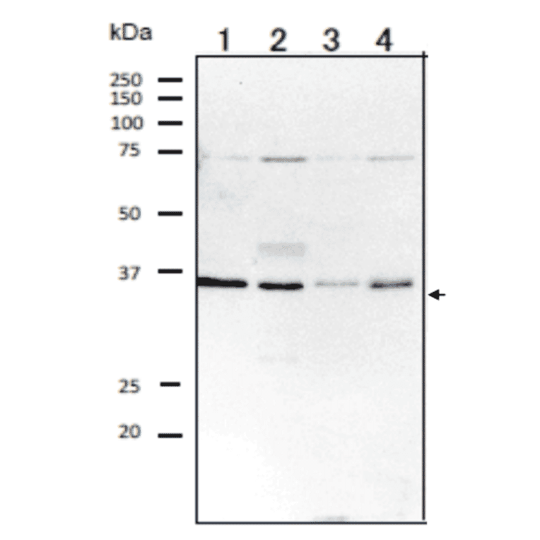 Western blot analysis of RagA protein in the whole cell extracts. 1. HeLa (humans) 2. MCF7 (human) 3. MOLT4 (human) 4. NIH3T3 (mouse) Proteins in the extracts (20 µg) were separated on 12.5% SDS-PAGE. Anti-RagA antibody was used at 1/1,000 dilution?Anti-rabbit IgG antibody conjugated with HRP (Abcam;ab97051) was used as the 2nd antibody at 1/10,000 dilution